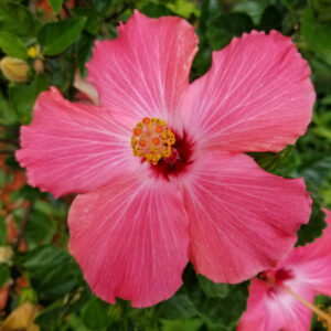 Hibiscus